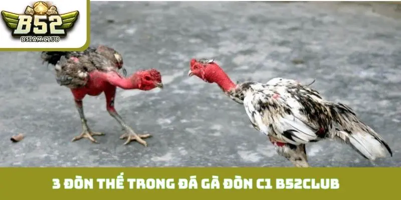 Giải mã 3 đòn thế thượng thừa trong đá gà đòn C1 B52CLUB
