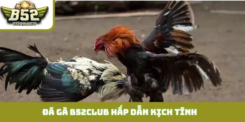 Đá gà B52CLUB hấp dẫn kịch tính từng phút giây