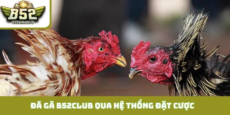 Tận hưởng đá gà B52CLUB qua hệ thống đặt cược chuẩn