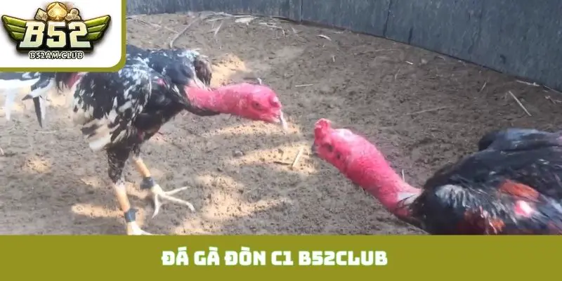 đá gà đòn C1 B52CLUB