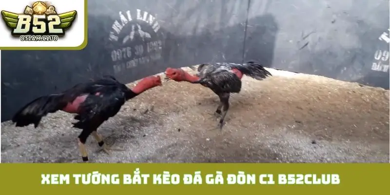 Bí thuật xem tướng để bắt kèo đá gà đòn C1 B52CLUB